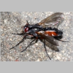 Mintho rufiventris - Raupenfliege 04.jpg